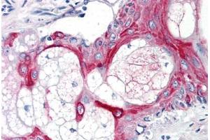Human Skin, Pilosebaceous Unit (formalin-fixed, paraffin-embedded) stained with CD55 antibody ABIN291344 at 10 ug/ml followed by biotinylated anti-mouse IgG secondary antibody ABIN481714, alkaline phosphatase-streptavidin and chromogen. (CD55 Antikörper)
