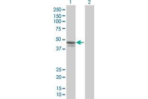 Western Blot analysis of SERPINE1 expression in transfected 293T cell line by SERPINE1 MaxPab polyclonal antibody. (PAI1 Antikörper  (AA 1-402))