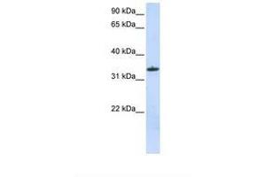 Image no. 1 for anti-Mitochondrial Ribosomal Protein L15 (MRPL15) (C-Term) antibody (ABIN6738223)