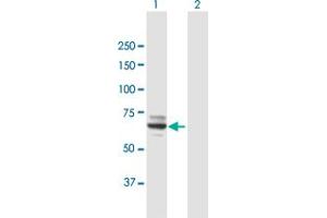 Western Blot analysis of MOXD1 expression in transfected 293T cell line by MOXD1 MaxPab polyclonal antibody. (MOXD1 Antikörper  (AA 1-613))