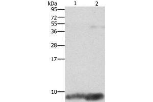 Western Blot analysis of Mouse brain and heart tissue using FXYD1 Polyclonal Antibody at dilution of 1:1290 (FXYD1 Antikörper)