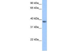Western Blotting (WB) image for anti-Neurogenic Differentiation 6 (NEUROD6) antibody (ABIN2457951)