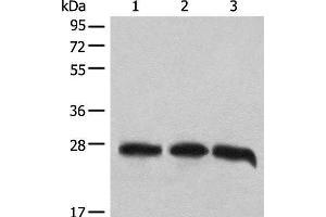 Western blot analysis of 293T cell lysates using CHCHD3 Polyclonal Antibody at dilution of 1:1000 (CHCHD3 Antikörper)