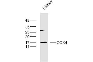 Mouse kidney lysates probed with COX4 Polyclonal Antibody, Unconjugated  at 1:300 dilution and 4˚C overnight incubation. (COX IV Antikörper  (AA 51-169))
