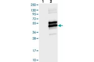 Western blot analysis of Lane 1: Negative control (vector only transfected HEK293T lysate), Lane 2: Over-expression Lysate (Co-expressed with a C-terminal myc-DDK tag (~3. (IZUMO1 Antikörper)