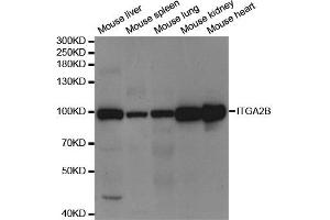 Western Blotting (WB) image for anti-Integrin Alpha2b (CD41) antibody (ABIN1876881) (Integrin Alpha2b Antikörper)