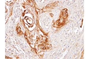 Immunohistochemistry (IHC) image for anti-DnaJ (Hsp40) Homolog, Subfamily C, Member 7 (DNAJC7) (Center) antibody (ABIN2855764)