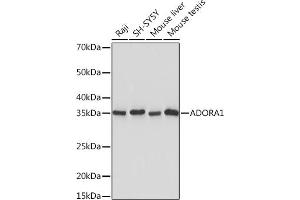 Western blot analysis of extracts of various cell lines, using  Rabbit mAb (ABIN7265453) at 1:1000 dilution. (ADORA1 Antikörper)