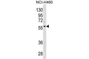 Western Blotting (WB) image for anti-Cyclin L2 (CCNL2) antibody (ABIN2996714) (Cyclin L2 Antikörper)