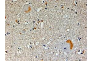 ABIN334368 (4µg/ml) staining of paraffin embedded Human Brain. (NOS1AP Antikörper  (N-Term))