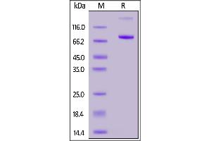 Fed Human CD4, Fc Tag on  under reducing (R) condition. (CD4 Protein (CD4) (AA 26-396) (Fc Tag,FITC))
