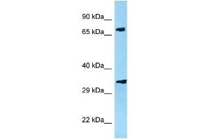WB Suggested Anti-Pja2 Antibody   Titration: 1.