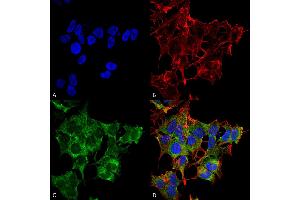 Immunocytochemistry/Immunofluorescence analysis using Rabbit Anti-ATG4A Polyclonal Antibody . (ATG4A Antikörper  (AA 102-113) (FITC))