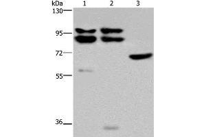 Western Blot analysis of Hela, 231 and NIH/3T3 cell using OS9 Polyclonal Antibody at dilution of 1:200 (OS9 Antikörper)