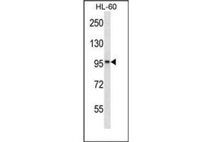 Western blot analysis of KANK2 / SIP Antibody (Center) in HL-60 cell line lysates (35ug/lane). (KANK2 Antikörper  (Middle Region))