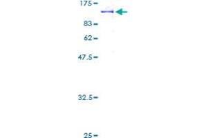 PCDHB15 Protein (AA 1-787) (GST tag)