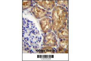 ASS1 Antibody immunohistochemistry analysis in formalin fixed and paraffin embedded human kidney tissue followed by peroxidase conjugation of the secondary antibody and DAB staining. (ASS1 Antikörper  (C-Term))