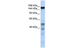 Western Blotting (WB) image for anti-Zinc Finger Protein 335 (ZNF335) antibody (ABIN2458415) (ZNF335 Antikörper)