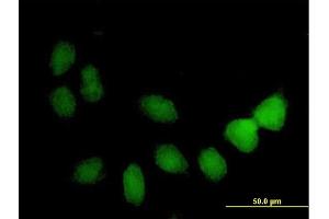 Immunofluorescence of purified MaxPab antibody to TSPYL4 on HeLa cell. (TSPY-Like 4 Antikörper  (AA 1-211))