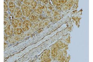 ABIN6272999 at 1/100 staining Mouse kidney tissue by IHC-P. (Flotillin 1 Antikörper  (Internal Region))