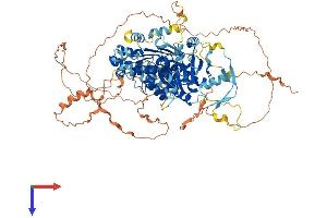 DDX24 Protein (AA 1-857) (His tag)