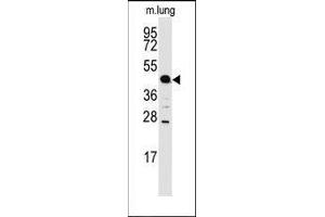 Western blot analysis of anti-ACPP Antibody (C-term) in mouse lung tissue lysates (35ug/lane). (ACPP Antikörper  (C-Term))