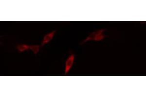 ABIN6268911 staining U87-MG cells by IF/ICC. (Claudin 11 Antikörper  (C-Term))