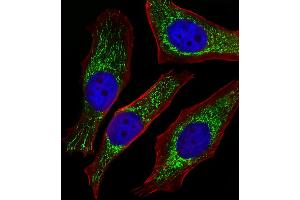 Fluorescent image of Hela cells stained with NDUFB4 Antibody (N-term). (NDUFB4 Antikörper  (N-Term))