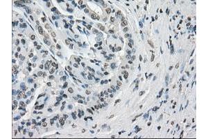 Image no. 5 for anti-P450 (Cytochrome) Oxidoreductase (POR) antibody (ABIN1497746) (POR Antikörper)