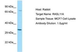 Image no. 1 for anti-RAS-Like, Family 11, Member A (RASL11A) (AA 41-90) antibody (ABIN6750068) (RASL11A Antikörper  (AA 41-90))