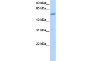 Western Blotting (WB) image for anti-Collagen, Type XXVI, alpha 1 (COL26A1) antibody (ABIN2463535) (Collagen, Type XXVI, alpha 1 (COL26A1) Antikörper)