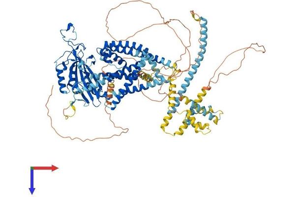 PKD2 Protein (AA 1-966) (His tag)