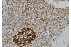 ABIN6276945 at 1/100 staining Human pancreas tissue by IHC-P.