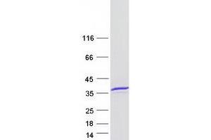 Western Blotting (WB) image for Methyltransferase Like 1 (METTL1) (Transcript Variant 1) protein (Myc-DYKDDDDK Tag) (ABIN2725883)