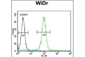 MEIS2 Antibody (Center ) (ABIN651709 and ABIN2840369) flow cytometric analysis of WiDr cells (right histogram) compared to a negative control cell (left histogram). (MEIS2 Antikörper  (AA 254-280))