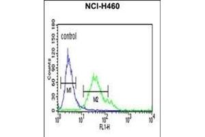 FCGR1A Antibody (Center) (ABIN651123 and ABIN2840085) flow cytometric analysis of NCI- cells (right histogram) compared to a negative control cell (left histogram). (FCGR1A Antikörper  (AA 217-245))