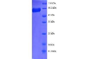 Annexin A2 (ANXA2) (AA 1-339), (full length) protein (GST tag)