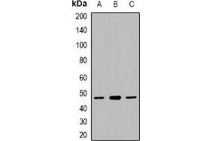 Western blot analysis of CACNG5 expression in HepG2 (A), mouse liver (B), RAW264.