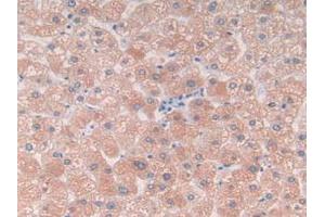 IHC-P analysis of Human Liver Tissue, with DAB staining. (C9 Antikörper  (AA 22-265))