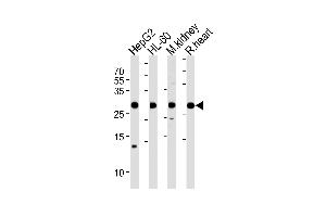 ATP5F1 Antibody (Center) (ABIN1881090 and ABIN2838447) western blot analysis in HepG2,HL-60 cell line,mouse kidney and rat heart tissue lysates (35 μg/lane). (ATP5F1 Antikörper  (AA 161-195))