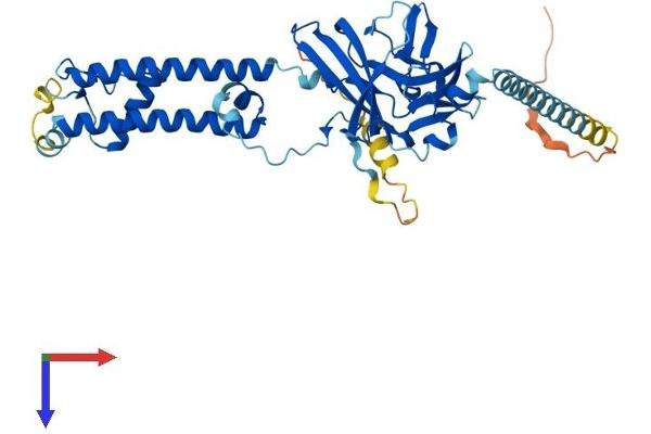 KCNJ8 Protein (AA 1-424) (His tag)