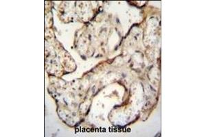 EGFR- Antibody (C-term) (ABIN651628 and ABIN2840334) immunohistochemistry analysis in formalin fixed and paraffin embedded human placenta tissue followed by peroxidase conjugation of the secondary antibody and DAB staining. (EGFR Antikörper  (C-Term))
