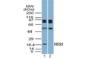 Image no. 1 for anti-Hairy and Enhancer of Split 5 (HES5) (AA 1-50) antibody (ABIN960199) (HES5 Antikörper  (AA 1-50))