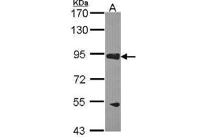 WB Image Sample (30 ug of whole cell lysate) A: H1299 7.