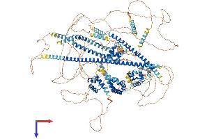 CUX2 Protein (AA 1-1486) (His tag)