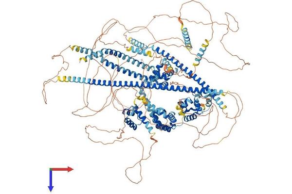 CUX2 Protein (AA 1-1486) (His tag)