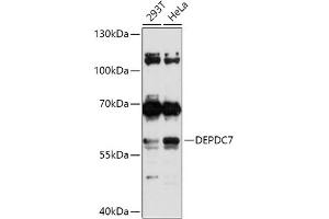 Western blot analysis of extracts of various cell lines, using DEPDC7 antibody (ABIN7266737) at 1:1000 dilution. (DEPDC7 Antikörper  (AA 212-511))