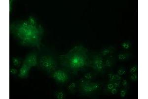 Immunofluorescence (IF) image for anti-Oxysterol Binding Protein-Like 11 (OSBPL11) antibody (ABIN1499920) (OSBPL11 Antikörper)