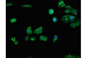 Immunofluorescent analysis of HepG2 cells using ABIN7167566 at dilution of 1:100 and Alexa Fluor 488-congugated AffiniPure Goat Anti-Rabbit IgG(H+L) (Regucalcin Antikörper  (AA 1-299))