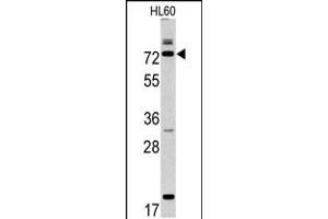 Western blot analysis of CAPN9 antibody in HL60 cell line lysates (35ug/lane)